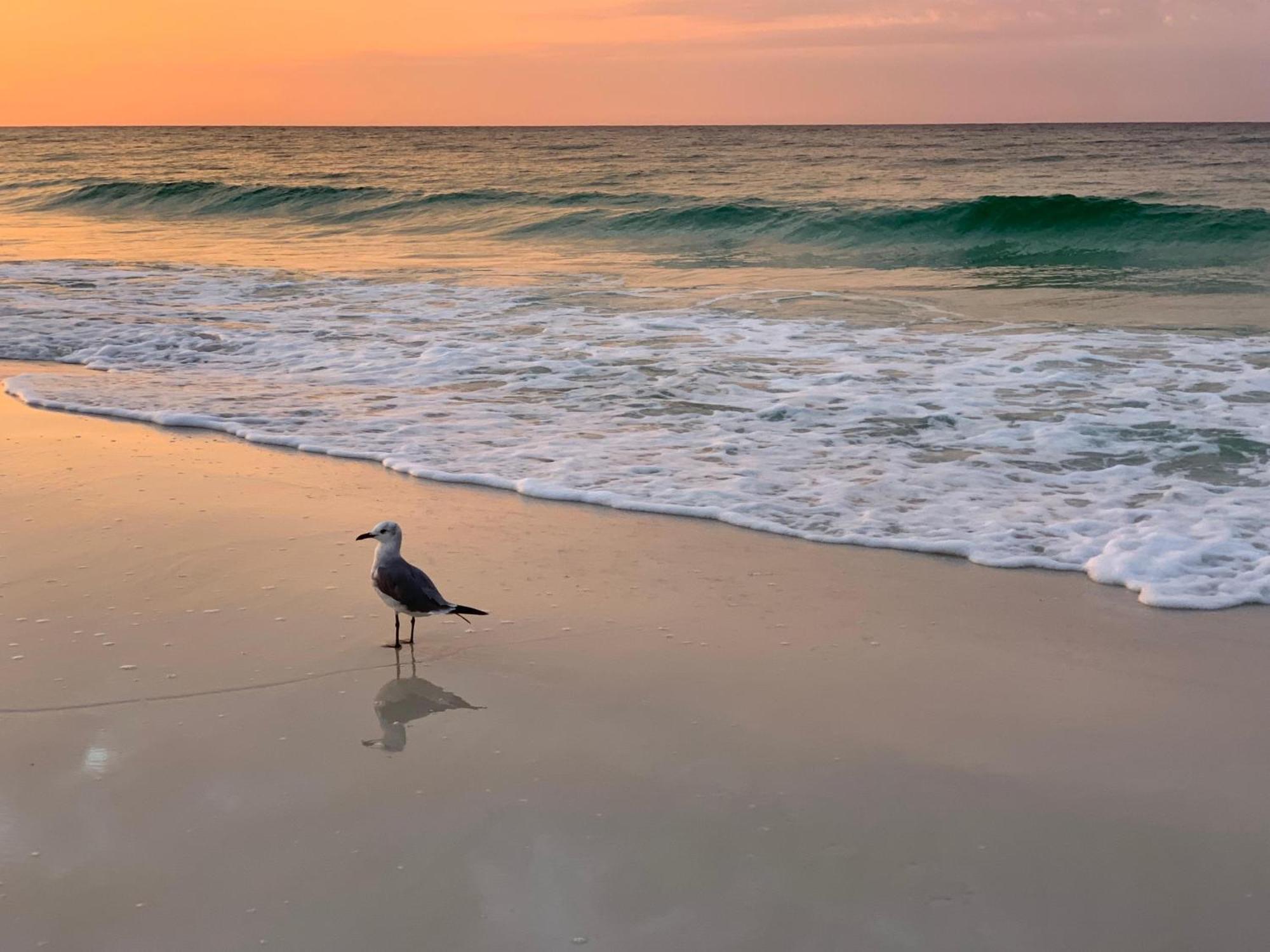 Nautilus 2408 Gulf View 2 Bedroom 4Th Floor Free Beach Service Fort Walton Beach Exterior foto